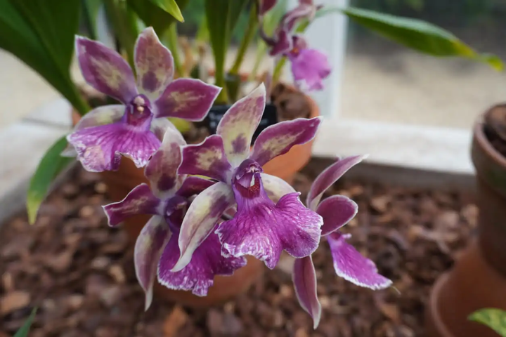 Las 7 orquídeas de interior más coloridas y vibrantes para decorar tu hogar